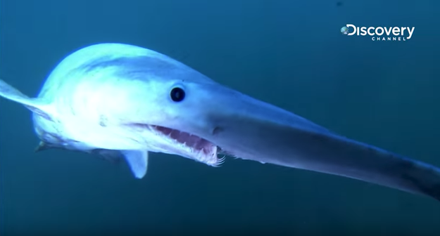 できることなら海で出会いたくない ゾッとするほど怖い海の生き物